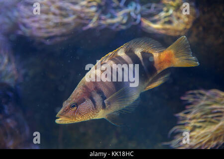 Malte comber (Serranus scriba). Tropische Fische. Stockfoto
