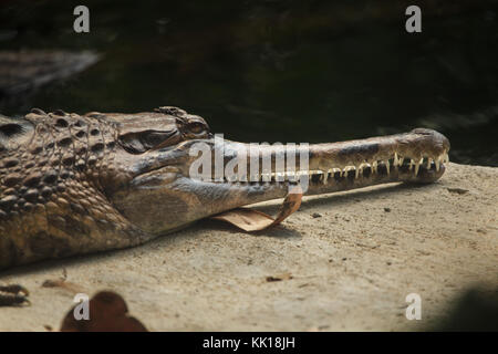 Falsches Gharial (Tomistoma schlegelii), auch als Tomistom bekannt. Stockfoto