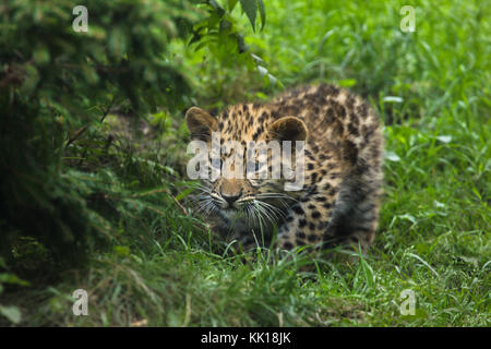 Drei Monate alte Amur Leopard (Panthera pardus orientalis) im Leipziger Zoo in Leipzig, Sachsen, Deutschland. Zwei Amur Leoparden namens Akeno und Zivon wurden am 22. April 2017 geboren. Stockfoto