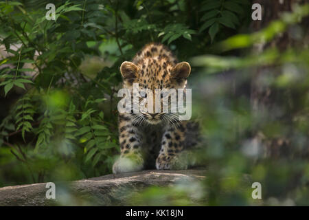 Drei Monate alte Amur Leopard (Panthera pardus orientalis) im Leipziger Zoo in Leipzig, Sachsen, Deutschland. Zwei Amur Leoparden namens Akeno und Zivon wurden am 22. April 2017 geboren. Stockfoto