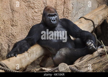 Westlicher Flachlandgorilla (Gorilla gorilla Gorilla) im Leipziger Zoo in Leipzig, Sachsen, Deutschland. Stockfoto