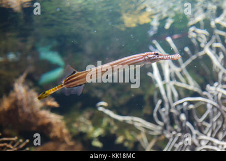 Trompetenfisch (Aulostomus maculatus). Tropische Fische. Stockfoto