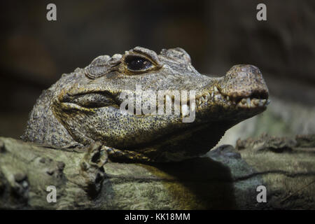 Zwerg-Krokodil (Osteolaemus Tetraspis), auch bekannt als das afrikanische Zwerg-Krokodil. Stockfoto