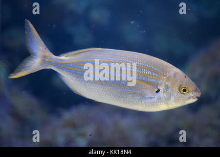 Salema porgy Fisch (Sarpa salpa). Stockfoto