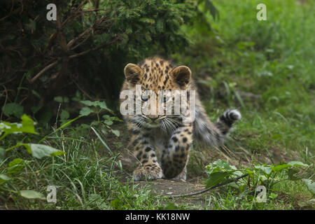 Drei Monate alte Amur Leopard (Panthera pardus orientalis) im Leipziger Zoo in Leipzig, Sachsen, Deutschland. Zwei Amur Leoparden namens Akeno und Zivon wurden am 22. April 2017 geboren. Stockfoto