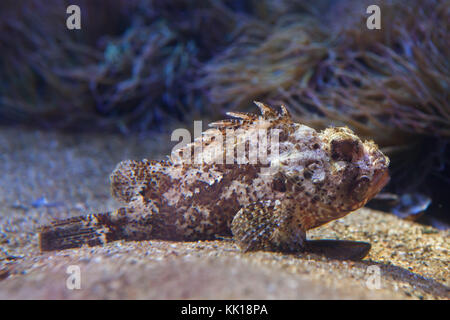 Kleiner roter Drachenkopf (Scorpaena Notata). Stockfoto