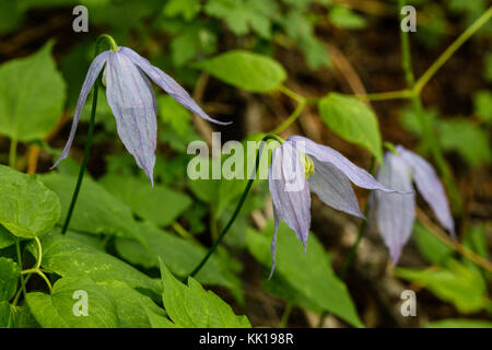 Wild lila rocky mountain Jungfrauen bower Clematis Blumen im Frühling blühen an der Yellowstone National Park 11. Juni 2017 in Wyoming. (Foto von Jacob w. Frank über planetpix) Stockfoto