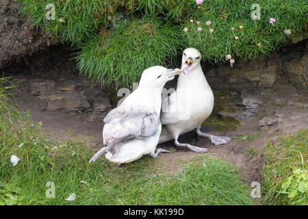 Northern Eissturmvogel (Fulmarus glacialis) erwachsenen Paar, Anzeigen gackern Anruf auf einer Klippe Ledge, skirza Kopf, Schottland, Großbritannien Stockfoto