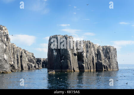 Blick auf Klippen mit Seevögeln nisten, die Pinnacles, Heften Insel, äußere farnes, Farne Islands, Northumberland, Großbritannien Stockfoto