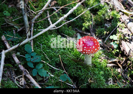 Red capped Pilz in einer MOSS-Patch auf dem Waldboden wachsende Stockfoto