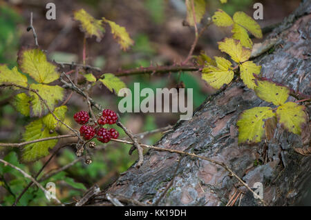 Beeren wachsen im Spätherbst (Blackberry) Stockfoto