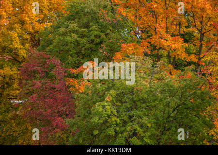 Schöne Herbstfarben in Baumkronen Stockfoto