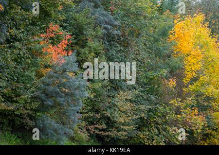 Verschiedene Farben des Herbstes in die Blätter von verschiedenen Bäumen Stockfoto