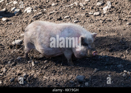 Weiß piggy Wundern über die Farm Stockfoto