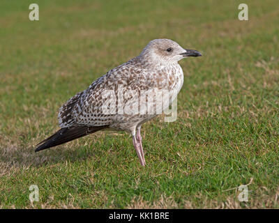 Juvenile europäischen Silbermöwe stehend Stockfoto
