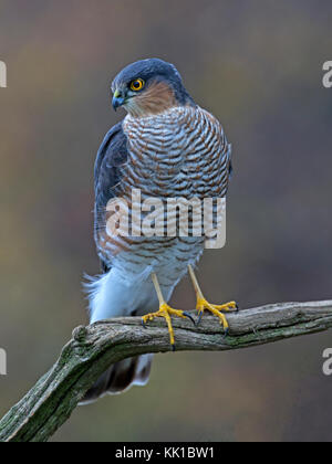 Männliche Sperber thront auf Zweig Stockfoto