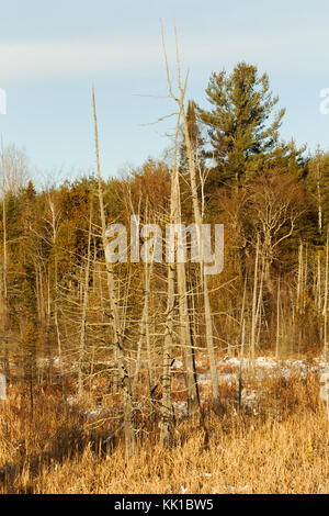 Quebec, Kanada. Feuchtgebiete im späten Herbst Stockfoto