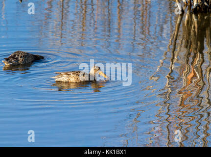 Northern shovelers (Anas Clypeata) auf Löss bluffs National Wildlife Refuge Stockfoto