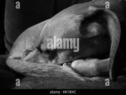 Nahaufnahme eines schlafenden Hund Kopf in Schwarz und Weiß Stockfoto