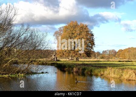 Single Englisch oak tree von einem Flußufer im Herbst Surrey England Großbritannien Stockfoto