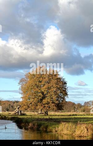 Single Englisch oak tree von einem Flußufer im Herbst Surrey England Großbritannien Stockfoto