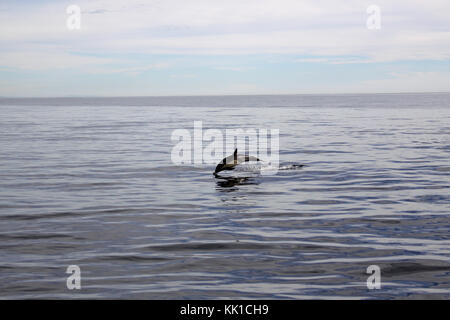 Gemeine Delfin springt mit Freuden in Newport, CA. Stockfoto