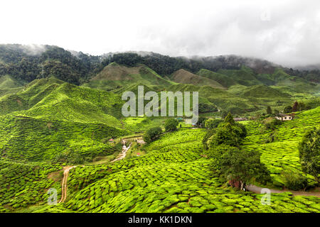 Teeplantagen in den Cameron Highlands in Malaysia Stockfoto