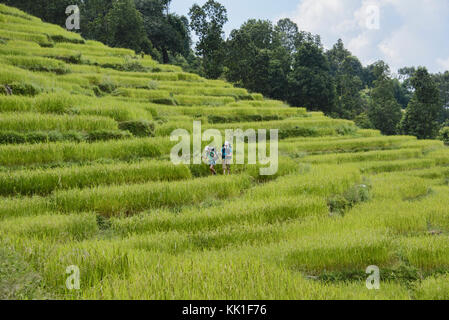 Reisterrassen in den Ausläufern des Himalaya auf den manaslu Circuit trek, Nepal Stockfoto