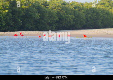 Scarlet Ibis von Lencois Maranhenses National Park, Brasilien. Regenwasser-Lagune. Brasilianischen Tierwelt. Eudocimus ruber Stockfoto