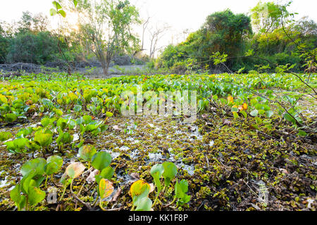 Panorama vom Pantanal, brasilianische Feuchtgebiet Region. Schiffbaren Lagune. Südamerika-Wahrzeichen Stockfoto