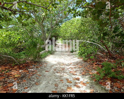 Ein Spaziergang unter den Bäumen abseits der ausgetretenen Pfade in Bahia Honda Key Stockfoto