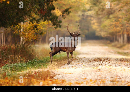 Schöne Damwild Hirsch, die ländliche Straße im Herbst Wald (Dama) Stockfoto