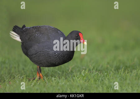 Altrosa Teichhuhn Stockfoto