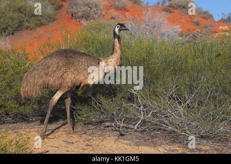 Emu bei Monkey Mia Stockfoto