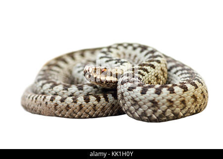 Europäische giftige Schlange, die Gemeinsame gekreuzt Viper (Vipera berus); Wild Animal (Reptilien, volle Länge) auf weißem Hintergrund, für Sie bereit Stockfoto