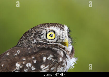 Porträt der schönen Athene noctua, der Europäischen kleine Eule Stockfoto