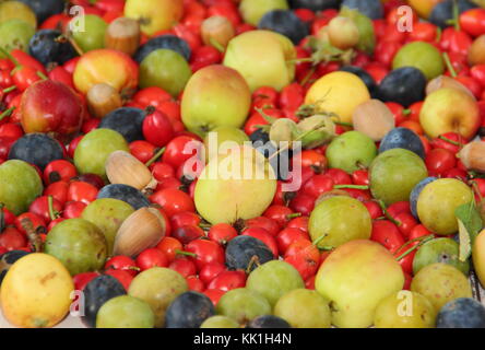 Frisch gepflückte Herbst Hecke Früchte, Nüsse und Beeren mit Kastanien, Hagebutten, Holzäpfel, cobnuts, grüne Pflaumen und Schlehen, Großbritannien Stockfoto