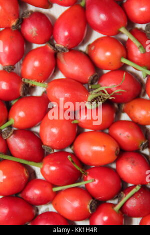 Frisch hat Hecke Hagebutten, der Same pod der Wild Rose, Tees, Sirups und Gelees verwendet, Vitamin C. England reich, Großbritannien Stockfoto