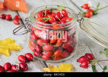 Frisch hat Hecke Hagebutten, der Same pod der Wild Rose, Tees, Sirups und Gelees verwendet, Vitamin C. England reich, Großbritannien Stockfoto