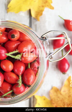 Frisch hat Hecke Hagebutten, der Same pod der Wild Rose, Tees, Sirups und Gelees verwendet, Vitamin C. England reich, Großbritannien Stockfoto