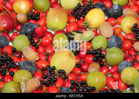 Frisch gepflückte Deutsch Hecke Früchte, Nüsse und Beeren einschließlich Hagebutten, Holunder, Holzäpfel, cobnuts, grüne Pflaumen und Schlehen im Herbst, Großbritannien Stockfoto