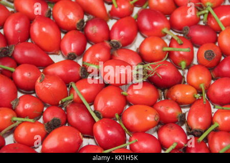 Frisch hat Hecke Hagebutten, der Same pod der Wild Rose, Tees, Sirups und Gelees verwendet, Vitamin C. England reich, Großbritannien Stockfoto