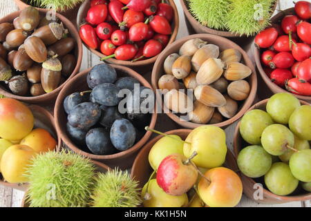 Frisch hat im Herbst Früchte, Nüsse und Beeren (Kastanien, Hagebutten, Holzäpfel, cobnuts, Pflaumen und Schlehen) in Tontöpfen, Großbritannien Stockfoto