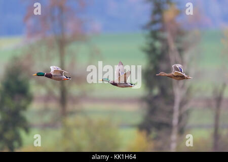 Drei natürliche Stockenten (Anas platyrhynchos) fliegen vor Bäumen Stockfoto