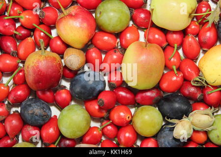 Frisch gepflückte Herbst Hecke Früchte, Nüsse und Beeren mit Kastanien, Hagebutten, Holzäpfel, cobnuts, grüne Pflaumen und Schlehen, Großbritannien Stockfoto