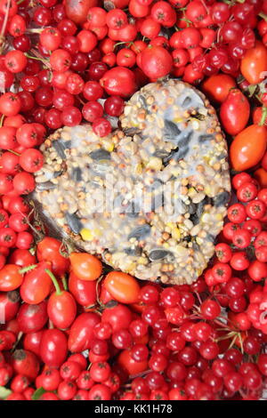 Herzförmige Bird Feeder mit Saatgut und geschmolzene Fett, in einem Cookie Cutter geformt, mit Wild Bird food dekoriert: Hagebutten, Beeren und Holzapfel Stockfoto