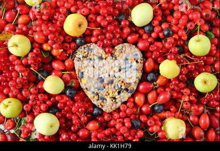 Herzförmige Bird Feeder mit Saatgut und geschmolzene Fett, in einem Cookie Cutter geformt, mit Wild Bird food dekoriert: Hagebutten, Beeren und Holzapfel Stockfoto