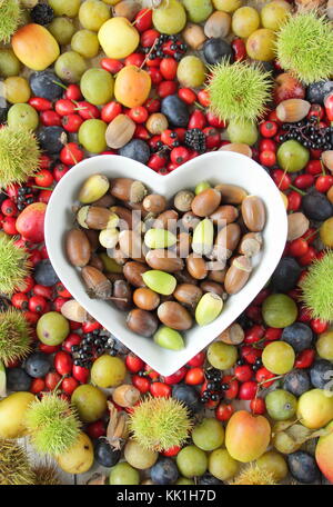 Frisch gepflückte Herbst Früchte, Nüsse und Beeren wie Kastanien, Eicheln und Hecke Hagebutten, Holzäpfel, cobnuts, Pflaumen und Schlehen, Großbritannien Stockfoto