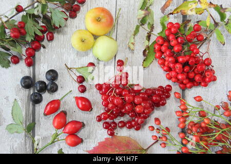 Herbst rote Beere Anzeige (im Uhrzeigersinn von links oben) Weißdorn (Rosa moschata) Holzbär, Hagebutten und (Mitte) Gefüllte Schneeball (Viburnum opulus) Stockfoto