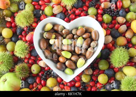 Frisch gepflückte Herbst Früchte, Nüsse und Beeren wie Kastanien, Eicheln und Hecke Hagebutten, Holzäpfel, cobnuts, Pflaumen und Schlehen, Großbritannien Stockfoto